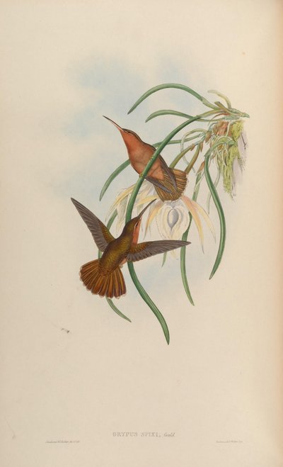 Grypus spixi by John Gould